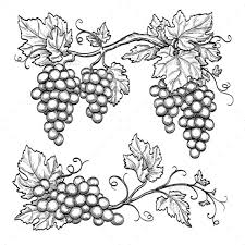 Grape Branches Vine Drawing Grape Drawing Drawings