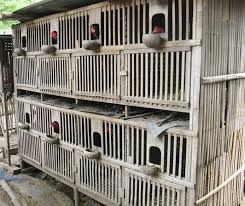 #kurungan ayam #ayam thailan #tutorial kurungan ayam #kerajinan bambu #kerajinan tangan #unik. Cara Kreatif Membuat Kandang Ayam Sendiri