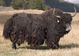 Yak Bull Images Yak Breeding Stock Yak Bull For Sale Bull Images Bull Yak