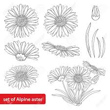 アルパインのアスターの花 蕾 葉の白い背景で隔離枠のセットを開きます 夏のデザインとカラーリングの本の等高線スタイルの花を観賞山 のイラスト素材 ベクタ Image 80818115