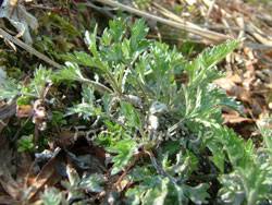 ヨモギ 蓬 よもぎ の茹で方や食べ方と保存方法 旬の野菜百科