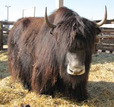 Yak Indian Wildlife Animals Beautiful Animals Wild Wildlife Adventure