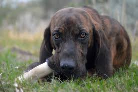 Disposition generally even, but varies among strains, with a distinction sometimes appearing between those bred for big game and those bred as coonhounds. Plott Hound Dog Breed Info Pictures Puppies Facts Traits Doggie Designer