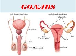 Lower abdomen estrogen:estrogen refers to a group of hormones that play an essential role in the growth and development of. Gonads Testes And Ovaries Endocrine System Youtube