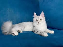 Gorgeous, lovely & playful purebred maine coon kittens available for sale! Home Giant Maine Coon Cattery Home Facebook