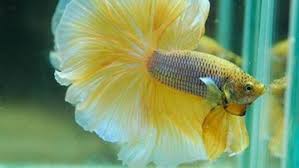 Ikan cupang hias sendiri ada sangat banyak jenisnya, mulai dari ikan cupang halfmoon, ikan cupang slayer, ikan cupang serit dan masih banyak yang lain. 10 Jenis Ikan Cupang Cantik Untuk Dipelihara Di Rumah