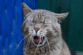 1) will the whiskers grow back normally and how long will it take? 7 Cool Facts About Cat Whiskers Catster