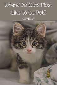 Pin On Understanding Cat Behavior