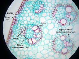 Monocot Stem C S High Magnification Biology Plants Teaching Biology Plant Science