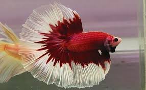 New baby halfmoon nemo galaxy. Punya Penampilan Cantik Habis Yuk Kenalin Jenis Jenis Ikan Cupang