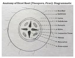 Record Diagram For Dicot Root Root Root Diagram Plant Science
