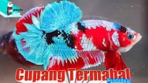 Pertumbuhan dan kecantikan ikan cupang sangat dipengaruhi oleh kualitas air dan makanannya (foto: 4 Jenis Ikan Cupang Terbagus Dan Termahal Youtube