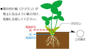 初心者向け イチゴの栽培方法 育て方のコツ 特集 読みもの サカタのタネ 家庭菜園 園芸情報サイト 園芸通信