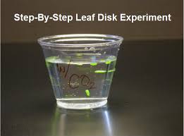 This Science Experiment Can Help Middle And High School Students Explore Photosynthesis Photosynthesis Lab Photosynthesis Activities Photosynthesis