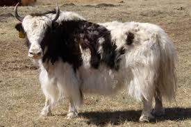 Aspen Royal Yak Cow Tibetan Yak Seedstock Breeder Grunniens Yak Ranch Tibetan Yaks Cow Photos Yak Photos Cow