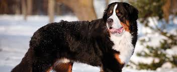 Passionate about raising bernese mountain puppies and providing quality pets. Bernese Mountain Dog Dog Breed Profile Petfinder
