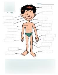 The body and the face: French Body Parts Grid 2 Diagram Quizlet