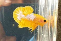 Jual ikan cupang hias plakat koi nemo fancy halfmoon giant harga murah di lokasi terdekat,sedia akuarium,daun ketapang dan kutu air ,paket budidaya dan ternak ikan cupang. Yellow Fancy Ikan Cupang Ikan
