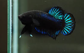 Ikan ini memiliki tubuh yang indah, sehingga banyak yang mengoleksinya di aquarium. Musim Penghujan Penjualan Ikan Tempalo Meningkat Intens