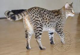 Resources, advice & recommendations for savannah cat owners. Savannah Cat F1 F2 F3 Explained And Why You Should Know