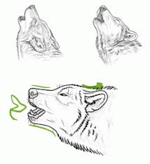 How To Draw Howling Wolves Howling Wolf Step 1 Wolf Howling Wolf Howling Drawing Animal Drawings