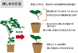 ウンベラータの正しい剪定方法 剪定時期や普段のお手入れ方法も解説 くらしのマーケットマガジン