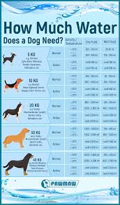 Therefore, it is good practice to establish a baseline of how much have you encountered drinking issues with your pup? Why Is Your Dog Drinking Too Much Water