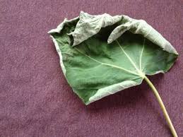 9月の薬膳ヨガメール いちじくの葉の官能効果 旬のお知らせ 鎌倉湘南 薬膳ヨガライフ