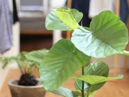 季節や置き場所に注意 ウンベラータの育て方 観葉植物の基礎知識 Apego