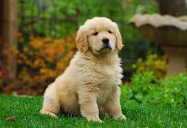 Fluffy Golden Retriever Puppy Animal Poster Dog Photo Dog Print Wall Art Ebay Download the perfect puppy pictures.
