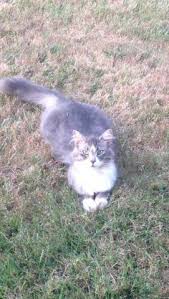 We do not ship puppies they will need to be picked up. Baby Kittens For Sale In Oregon City Oregon Classified Americanlisted Com