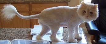 See how this cut might look on your feline and find out why many cat owners like it. Lion Shaves For Cats Under Anesthesia Cat Veterinarian In Las Vegas Nv All About Cats Veterinary Hospital