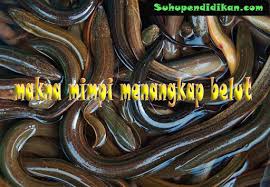 Makna Mimpi Menangkap Belut Menurut Islam Dan Primbon Jawa Lengkap