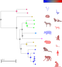 The vetcompass study also revealed the average lifespan of pet rabbits was just 4.3 years, although survival up coronavirus latest news: Animal And Translational Models Of Sars Cov 2 Infection And Covid 19 Mucosal Immunology