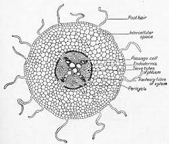 Diagrammatic Cross Section Of A Young Dicotyledonous Root Through The Root Hair Zone Root Diagram Biology Diagrams Tree Roots