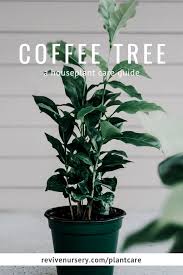 Coffee Tree Coffea Arabica Dusty Hegge Academy Arabica Coffea Coffee Courses Education Houseplant Indoo In 2020 Coffee Tree House Plant Care Coffea Arabica