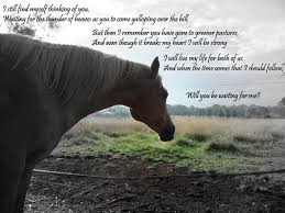 Tribute To All Our Gone To Heaven Horses Horse Quotes Horse Riding Quotes Inspirational Horse Quotes