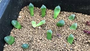 オブツーサを仕立て直し ハオルチアは葉挿しができるのか
