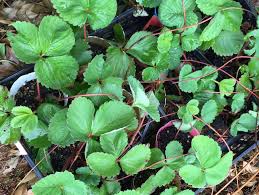 いちご 苺 の花言葉 怖い意味がある 由来や種類 実のおいしい時期は Greensnap グリーンスナップ