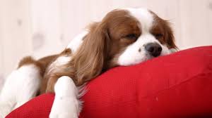 They will breathe fast while they are sleeping and when they are stressed. Puppy Breathing Fast While Sleeping Should I Be Worried Barking Royalty