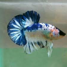 Namanya pasar burung yang dijual ikan dapatnya ikan tilan. Jual Ikan Tempalo Koi Ikan Cupang Barang Yang Dicari Di Carousell