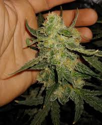 Originally bred by joesy whales, gorilla glue #4 won the 2014 los angeles high times cannabis cup and is known for it's insane resin production making it perfect for extract creation. Gorilla Glue 4 Auto Expert Seeds Dude Grows