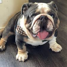 Hollywood blue tri bulldog picture! Shrinkabulls Mickey Blue Eyes Blue Tri Merledmcmr1 And Huu Cleared Triple Carrier Englishbulldog Merlebulldog