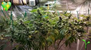 It averages 18 to 25 percent thc, but you may find it as high as 32 percent at some dispensaries. Gorilla Glue 4 Cannabis Indoor Grow Update 5 Weeks In Flower Youtube