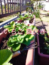 イチゴ 葉かき 定植４７日後 2017 ゆっくり家庭菜園