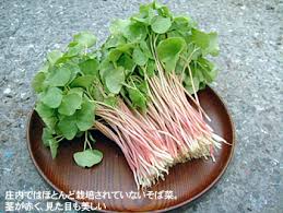 そば菜 動脈硬化防ぐ新芽野菜 庄内 山の幸28 荘内日報社