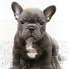 What makes them cost more than other breeds? Home Blue Frenchies Uk