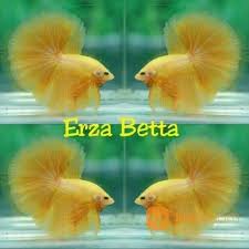 Ikan cupang halfmoon sendiri merupakan ikan yang berasal dari thailand dan juga merupakan hasil perkawinan silang yang dilakukan oleh breeder amerika serikat, yaitu peter goettner sekitar tahun. Ikan Cupang Halfmoon Yellow Solid Bandung Jualo