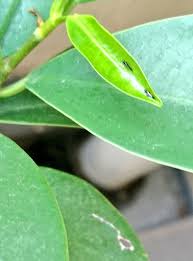 いちごかも Twitterren ガジュマル の葉っぱに虫害が アザミウマ 今のところ ルバーブ や エルダーフラワー ハーブ類 にはついていないです ベランダ農園 だから 薬剤散布 はしたくないし でもアザミウマ しつこいよね どうしようかな