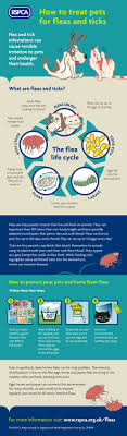 How To Get Rid Of Fleas Rspca